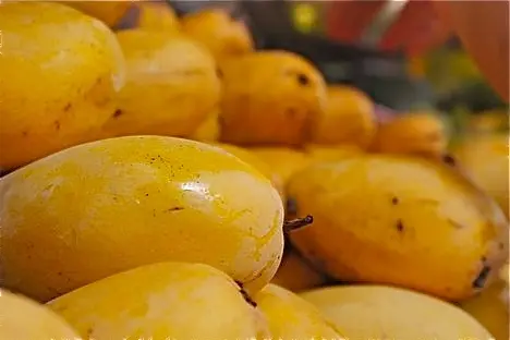 US rejects Indian mangoes